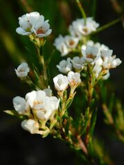 Diosma hirsuta
