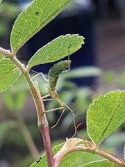 Zelus renardii