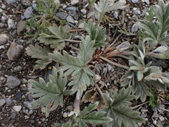 Potentilla hippiana