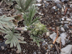Potentilla hippiana