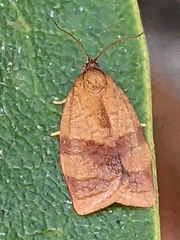 Cacoecimorpha pronubana