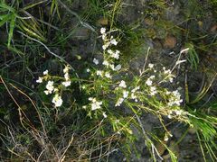 Diosma hirsuta