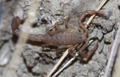 Serradigitus gertschi
