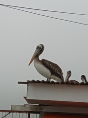 Pelecanus thagus