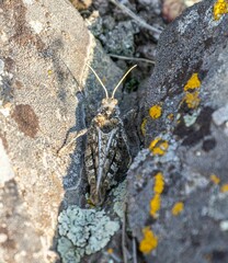 Asiotmethis muricatus