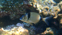 Diplodus vulgaris