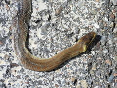 Zamenis longissimus