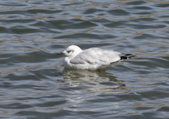 Chroicocephalus serranus