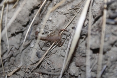 Serradigitus gertschi