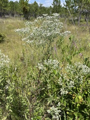 Eupatorium mohrii