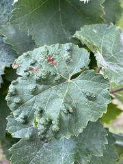 Colomerus vitis