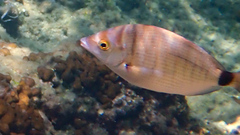 Diplodus puntazzo