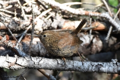 Troglodytes pacificus