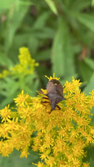 Picromerus bidens