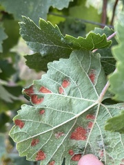 Colomerus vitis