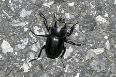 Neolucanus nitidus