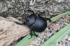 Enoplotrupes
