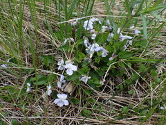 Viola adunca