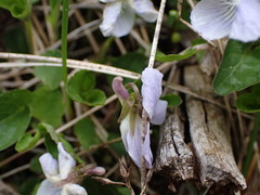 Viola adunca