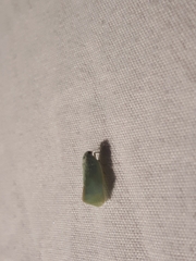 Flatormenis proxima