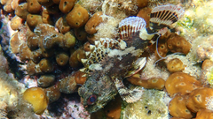 Scorpaena maderensis