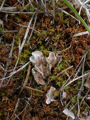 Illosporium carneum