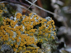 Candelariaceae
