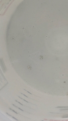 Craspedacusta sowerbii