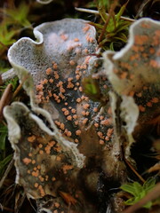 Illosporium carneum