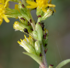 Uroleucon nigrotuberculatum