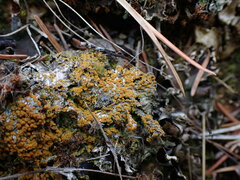 Candelariaceae