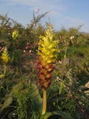 Lachenalia lutea