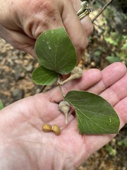 Styrax redivivus