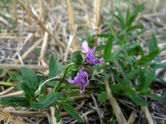 Stachys × ambigua