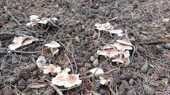 Rhodocollybia