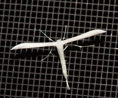 Hellinsia homodactylus