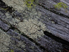 Parmeliopsis ambigua