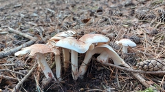 Rhodocollybia