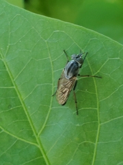 Ozodiceromyia