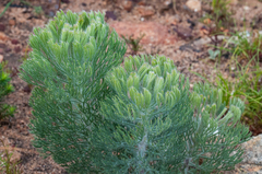 Paranomus bracteolaris