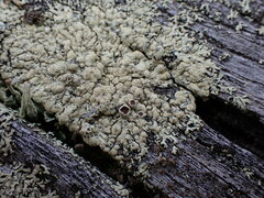 Parmeliopsis ambigua