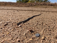 Ophisaurus attenuatus