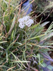 Perideridia parishii latifolia