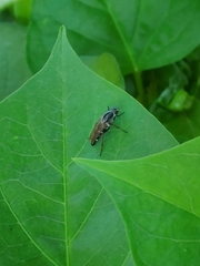 Ozodiceromyia