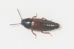 Tachinus lignorum