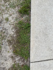 Wahlenbergia marginata