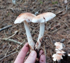 Rhodocollybia
