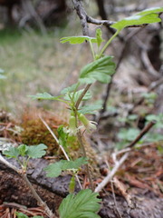 Ribes oxyacanthoides
