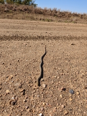 Ophisaurus attenuatus