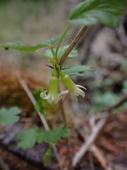 Ribes oxyacanthoides